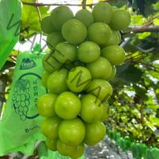 삼시세끼연구소 김천 고당도 샤인머스켓 망고 포도 청포도 씨없는포도 안심포장, 500g(1수), 1개