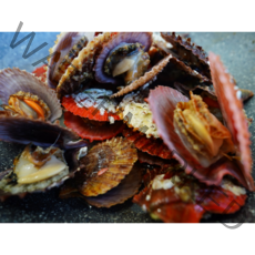통영바다 비단가리비 1kg 2kg 4kg 5kg 10kg, 1개