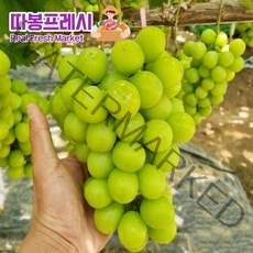 따봉프레시 GAP인증 프리미엄 특품 샤인머스켓 백화점납품용, 1) 실속형 1kg (2-3수)