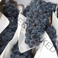 고당도 제철 켐벨 캠벨포도 포도 1kg 2kg 3kg 프리미엄 특등급 상주 모동 모서 봉지 노지 하우스 김천 포도, 하우스 캠벨포도1kg (2-4수)