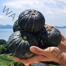 2023년 고당도 햇 남해 미니밤호박 보우짱, 소 4kg(16-24과)
