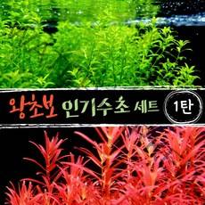 [미초] 키우기 쉬운 왕초보 수초 세트 [1탄] (펄그라스+로타라블러드레드) / 초보자 수초 / 수초 세트 / 구피 수초 / 치어 수초
