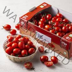 충남세도 GAP 인증 대추방울토마토, 2kg, 1박스