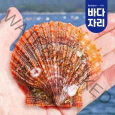비단가리비 1kg, 단품