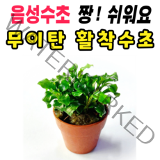 [수초스토어] 부세파란드라 웨이비그린 포트 음성 수초 / 골든나나 콩나나 활착 유목 구피 새우 어항 쉬운 은신처 부세 풍성한 흑사 무이탄 치어 베타 열대어