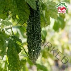 푸드빌리지 유기농 친환경 생여주, 1개, 3kg (상)
