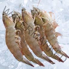 23년 출하 산지직송 국산 신안 새우, 신안 급랭새우 1kg (37-45미)