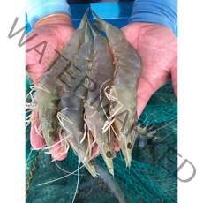 국내산 고흥 활 활 활새우 흰다리왕새우1kg 2kg 3kg, 5kg, 1개