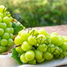 수출용 망고 포도 샤인머스켓, 3개, 가정용1.2kg