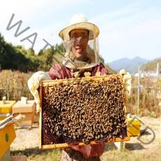 천연벌꿀 아카시아꿀 야생화꿀 밤꿀 500g 국내산 100% 프리미엄벌꿀, 1병