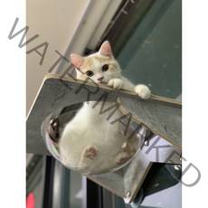 헤라우스점핑 고양이 일광욕 창문 캣타워 투명 해먹 캣워크 캣워커 캣폴, 창문 투명해먹, 1개