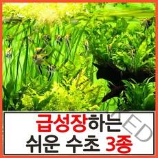 수초하우스) 급성장하는 쉬운 수초 3종 세트(총30줄기)